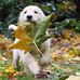 Amanda Chronister - Facebook