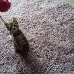 amanda clough - @kissesandcuddleskitties - Instagram
