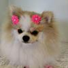 Belas Patas 🐾🐶❤ - @amanda..como - TikTok
