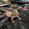 amandacopus - @amandacopus - TikTok