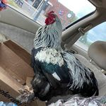 Amanda Cothran - @moo_gurl83 - Instagram