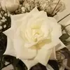amandacourtemanch - @amandacourtemanch - TikTok
