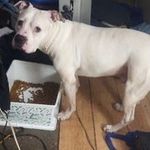 Amanda Cowell - @shrimppimp14019 - Instagram