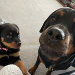 Amanda Curcio - @adventures_of_tyson_and_ella - Instagram