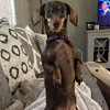 Amanda Cusimano - @nolatheweenie - TikTok