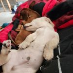 Amanda DeBell - @weinersgot2wieners - Instagram