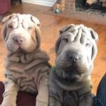 amanda_dedmond - @weezey_and_earl_shar_pei - Instagram