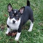 Amanda De Jonge - @dixiedeckerlineratterrier - Instagram