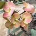 Amanda Santis - Facebook