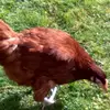 Amanda_Downey - @Amanda_Downey - TikTok