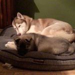 Amanda dunham - @hemi_and_cree_ - Instagram