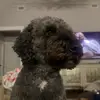 Amanda Dusenberry - @shes.a.dusey - TikTok