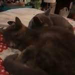 Amanda Dutcher - @dutcher761 - Instagram