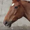 Amanda Feagan - @amanda.feagan - TikTok