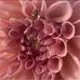 Amanda Eastman - Facebook