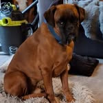 amanda eccleston - @amandaeccleston - Instagram