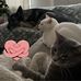 Amanda Hines Eckenrode - Facebook