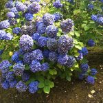 Amanda Edgell - @amylousgardens - Instagram