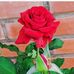 Rodney Amanda Enns - Facebook