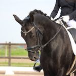 Amanda Eriksson - @amandaerikssondressage - Instagram