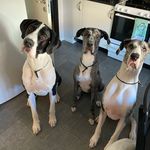 Amanda Eriksson - @grandisarnaochbenny - Instagram