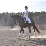 Amanda Eriksson - @ae.dressyr - Instagram