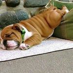 Amanda Estay's Instagram, Twitter & Facebook on IDCrawl