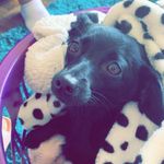 Amanda fifield - @fifield5372 - Instagram