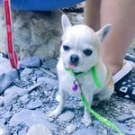 Amanda floro - @amanda_floro_housettina - Instagram