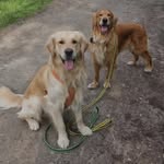 Amanda Fly - @teamgoldenpaws - Instagram