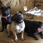 Amanda Folger - @lcpspiritmnt_pugs_emastiffs - Instagram