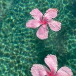 Amanda Fortier - @megan_meg7676 - Instagram