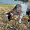 Amanda Frederickson- - @amanda_esni - TikTok