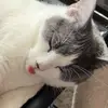 amanda guh-las-soh - @amanda.galassoo - TikTok