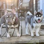Amanda Goetz - @pomsky_palace_llc - Instagram