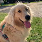 Amanda - @amandagoldenretriever - Instagram