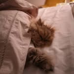 Amanda goodyear - @heavensangel_cattery - Instagram