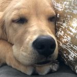 Amanda Grissom - @luv4goldenretrvs.oakley - Instagram