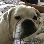 Amanda Gunning - @gunning300 - Instagram