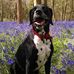 Amanda Gunning-sabini - Facebook