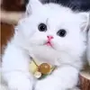 Amanda Guzzi - @amandaguzzi - TikTok
