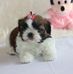 Amanda Guzzo - Facebook