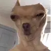 dustydog - @amanda.hank - TikTok