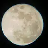 Amanda Harold - @amanda.harold3 - TikTok