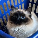 Amanda Hatton - @periwinkle66 - Instagram