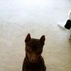 Amanda Heffelfinger - @aheffelfinger - TikTok