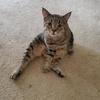 Amanda Heffelfinger - @amanda.heffelfinger - TikTok