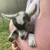 Amanda Hefner - @farmlifehappens - TikTok