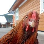 Amanda Gjøvåg Heggestad - @amandagjovaghegges - Instagram