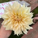Amanda Hegge - @pigeoncreekflowers - Instagram